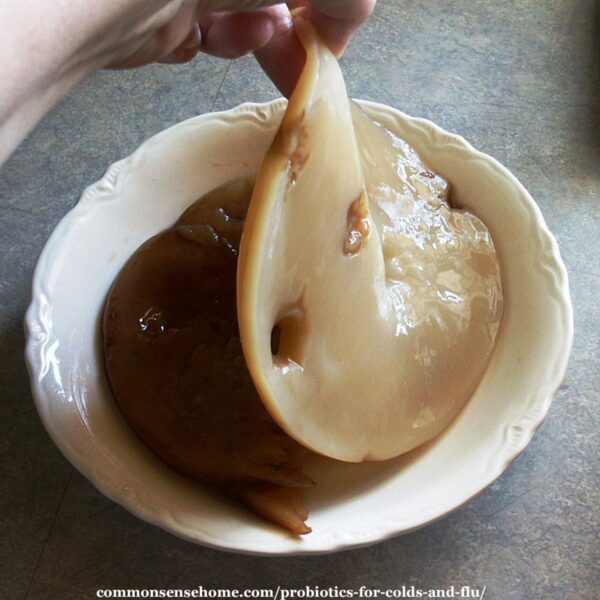 kombucha scoby for making your own probiotics