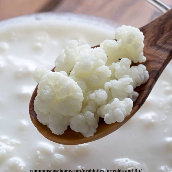 milk kefir grains on wooden spoon