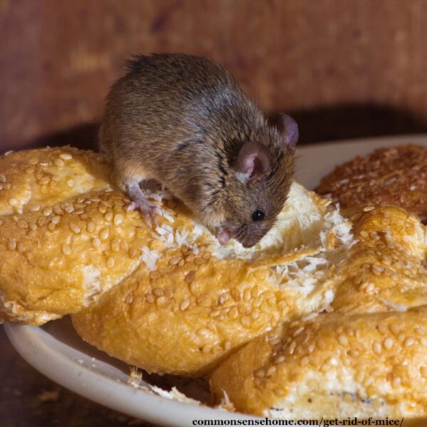 mouse eating bread