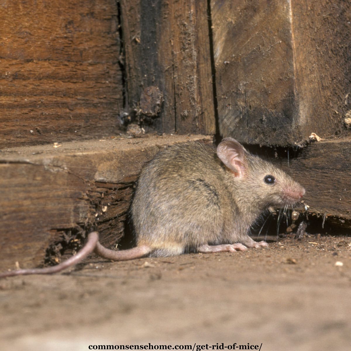 How to Get Rid of Mice in Your House and Garage pic