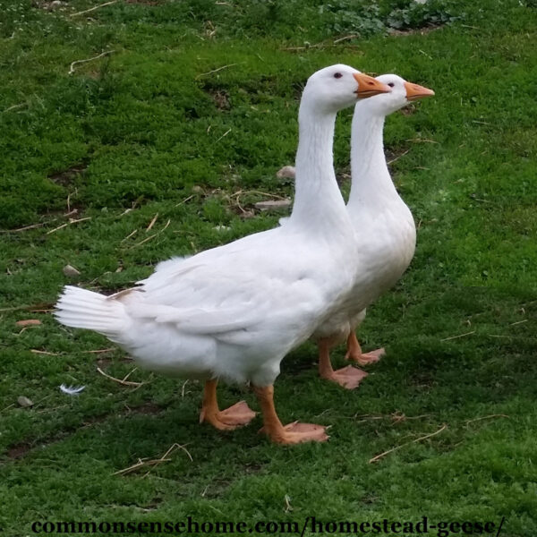 Emden geese - goose and gander