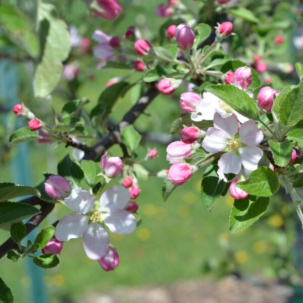 apple blossoms for pollinator habitat