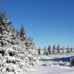 text "best windbreak trees" with image of evergreen tree line in snow