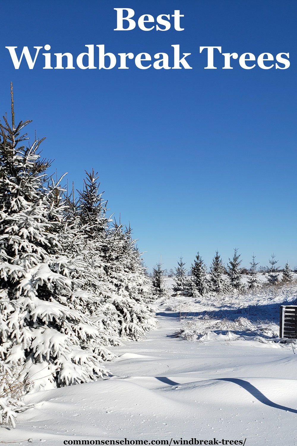 text "best windbreak trees" with image of evergreen tree line in snow