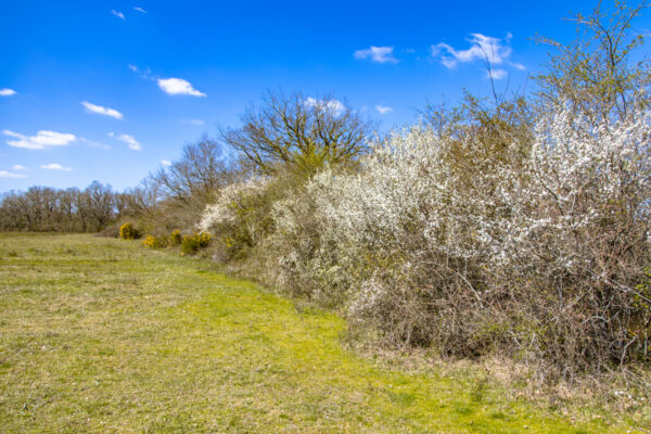 Trees and bushes in a windbreak with blossoms