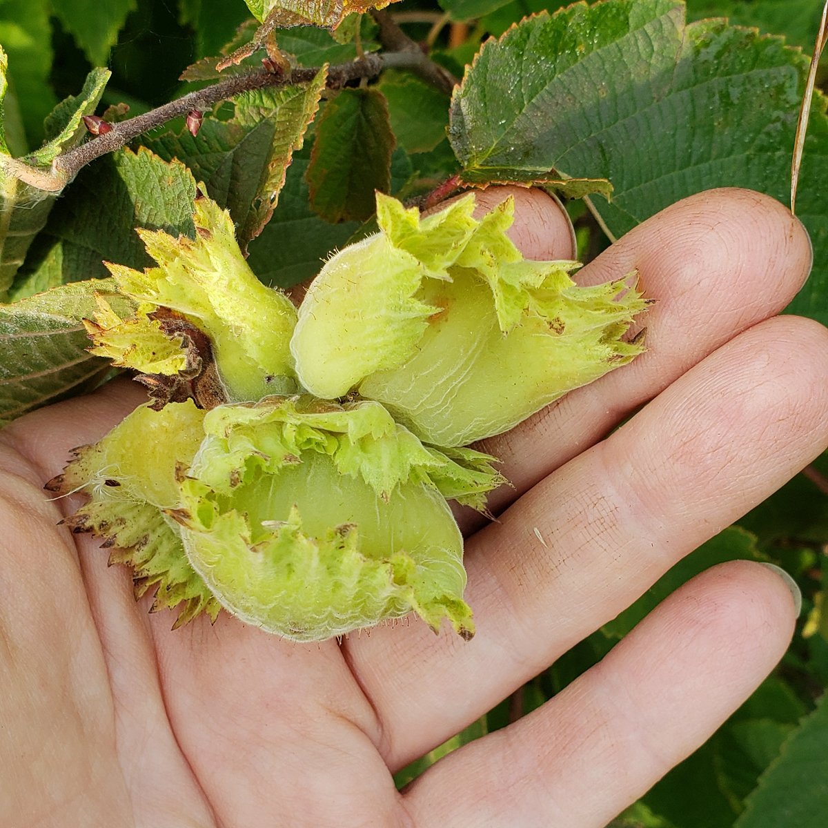 hazelnuts growing in our shelterbelt