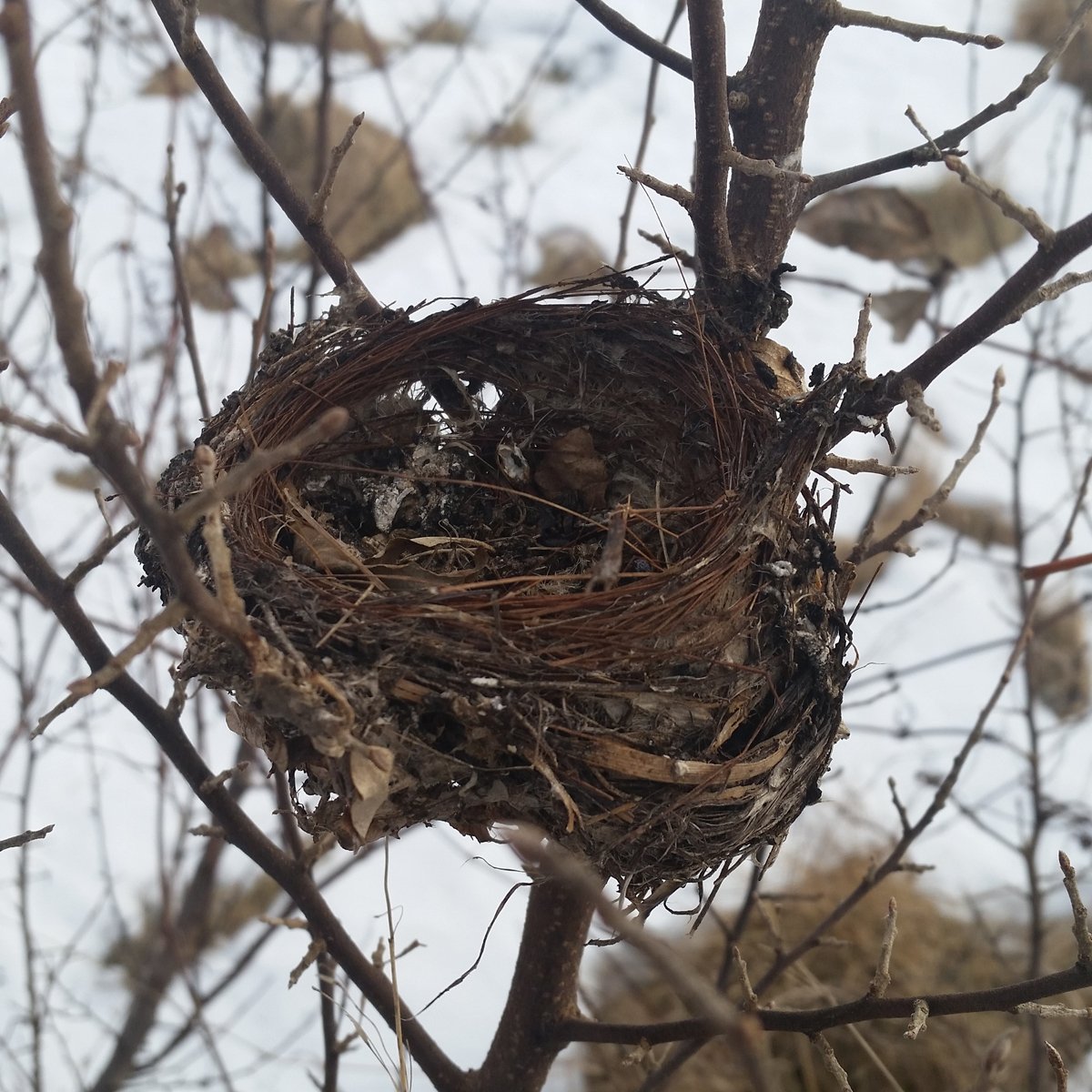 nest in shelterbelt