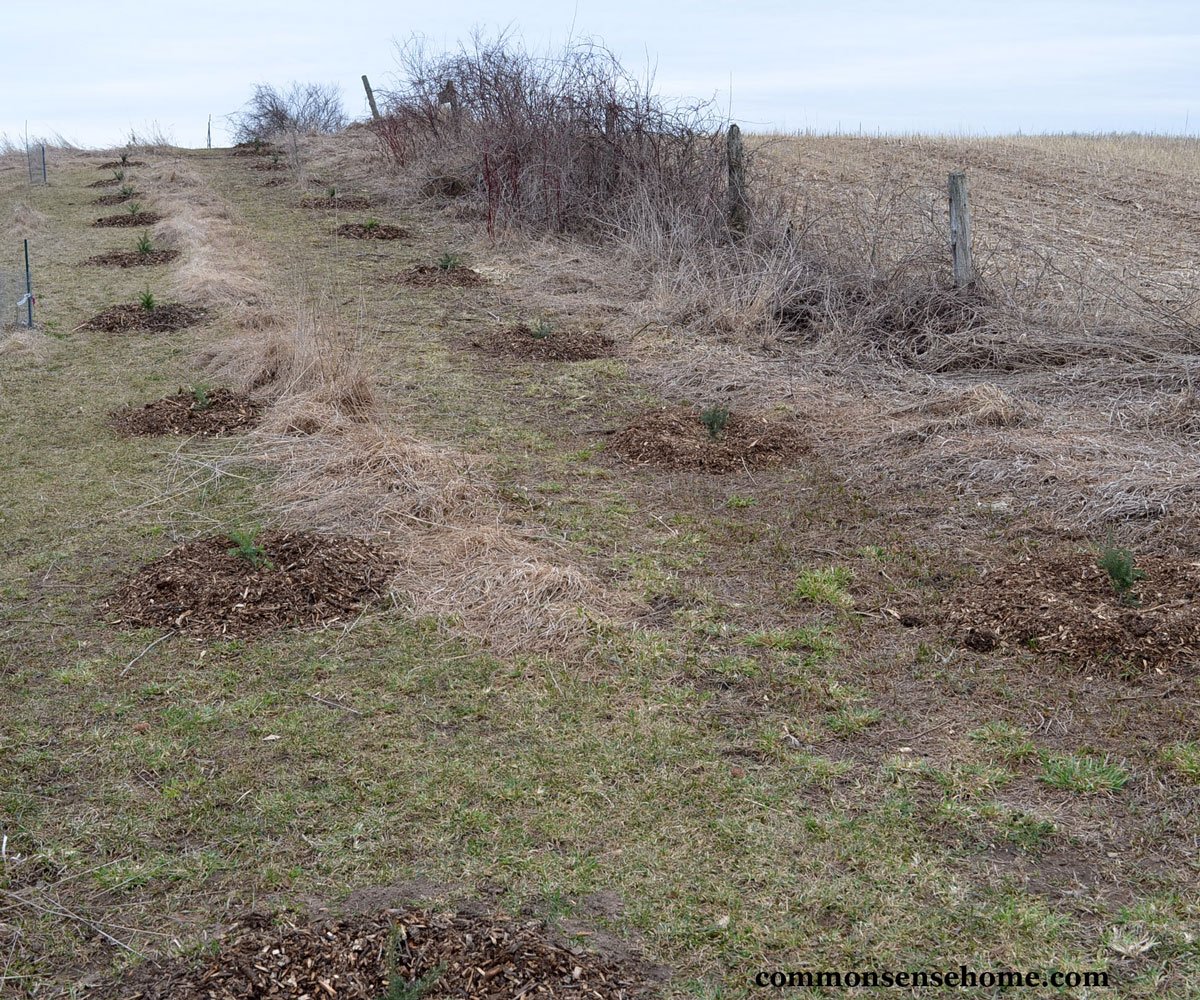 planting and mulching evergreen trees in a windbreak