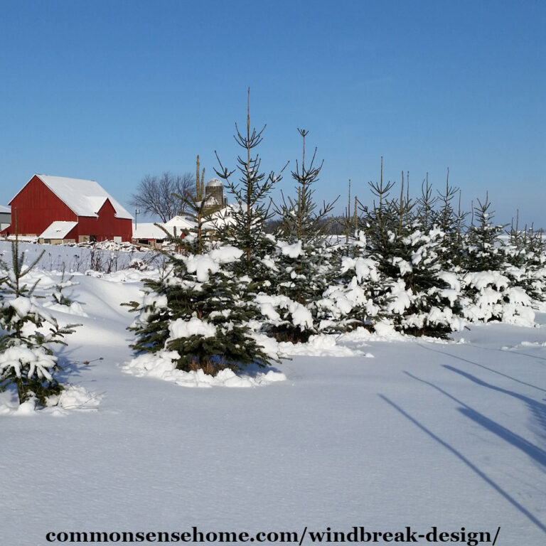 evergreen windbreak in snow with red barn in background