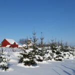 text "Windbreak Design: Maximize Your Land's Potential" with evergreen windbreak in snow with red barn in background