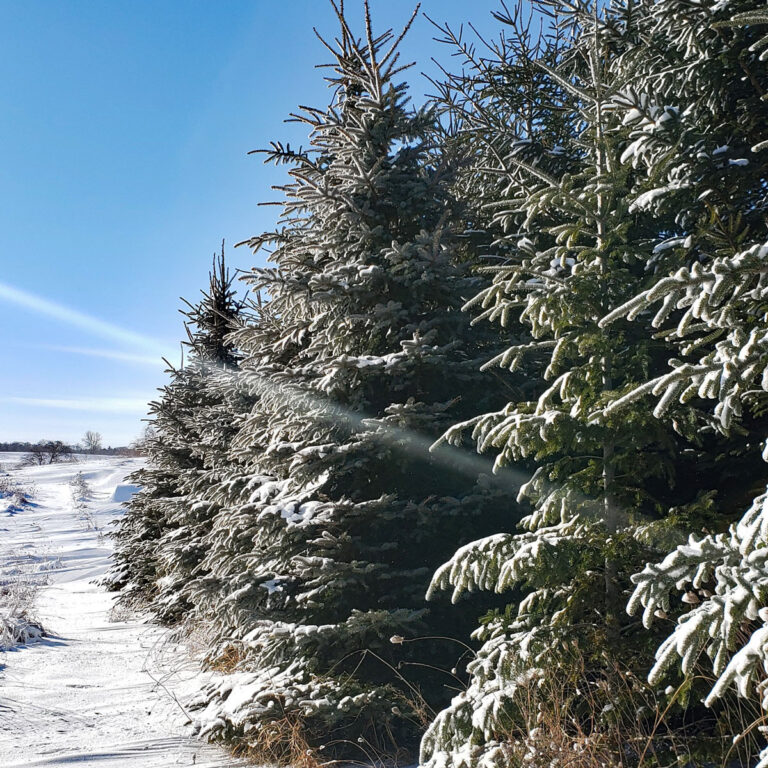 Best Windbreak Trees for Warm or Cold Climates