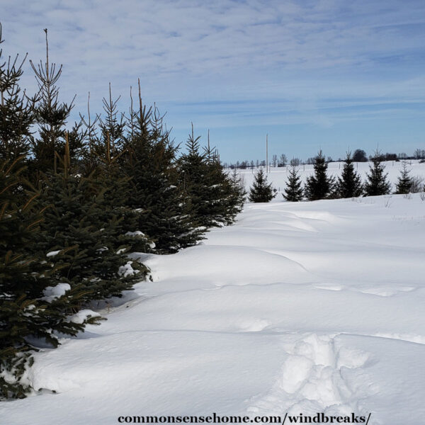 mixed evergreen windbreak in snow