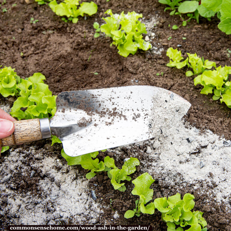 The Right Way to Use Wood Ash in the Garden