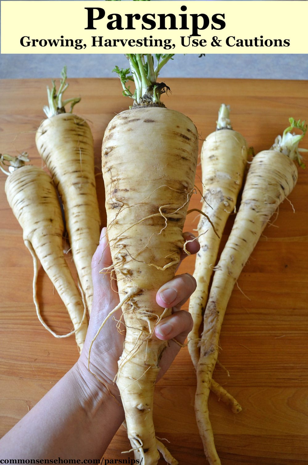 hand holding large parsnip