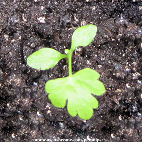 Pastinaca sativa seedling