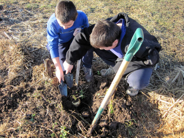 boys digging parsnips