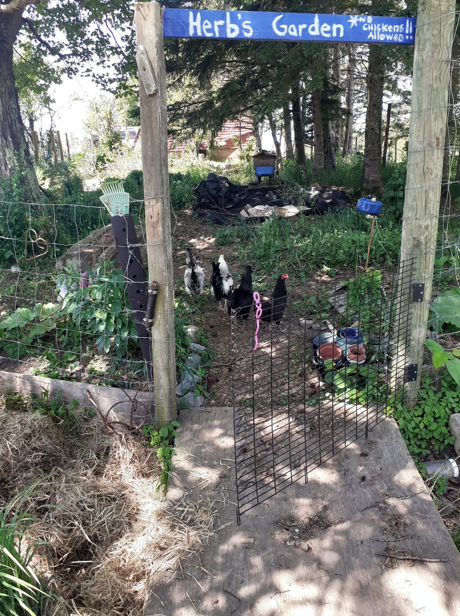 chicken herb garden