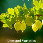 Gooseberry Growing Tips, Uses and Varieties with green gooseberries on plant