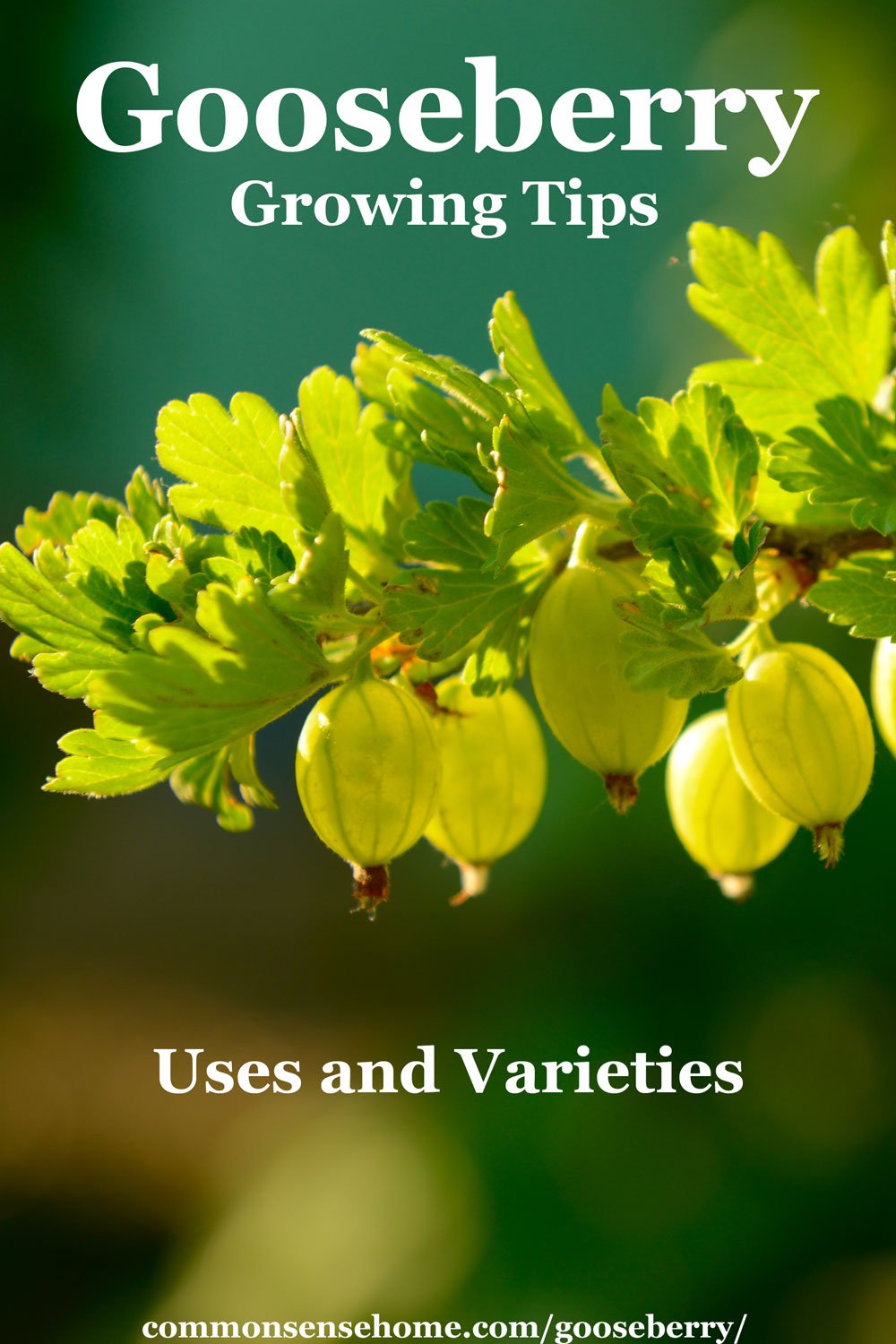 Gooseberry Growing Tips, Uses and Varieties with green gooseberries on plant