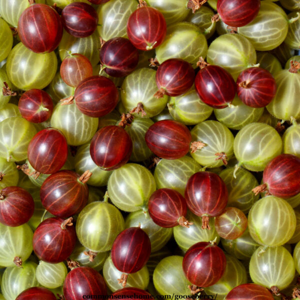 green and red gooseberries