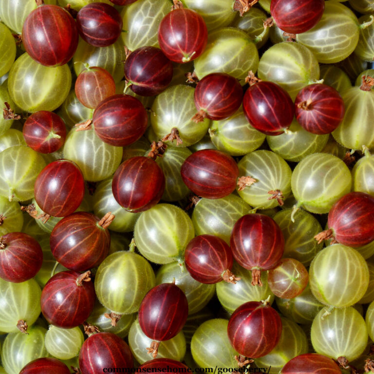 Gooseberry Growing Tips, Uses, and Plant Varieties
