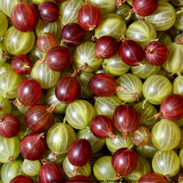 Gooseberry Growing Tips, Uses, and Plant Varieties