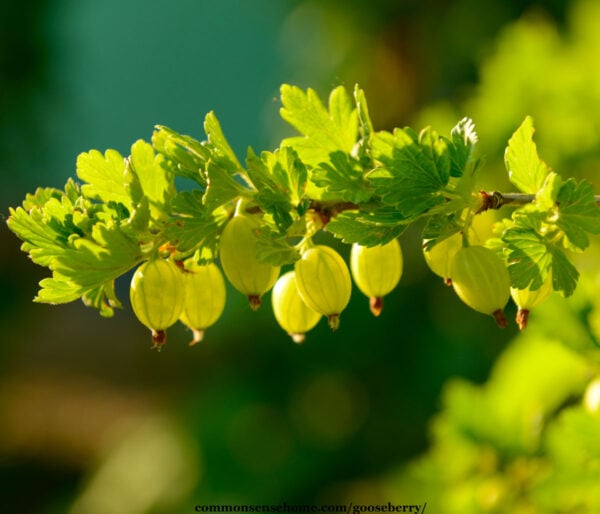 green gooseberries on plant