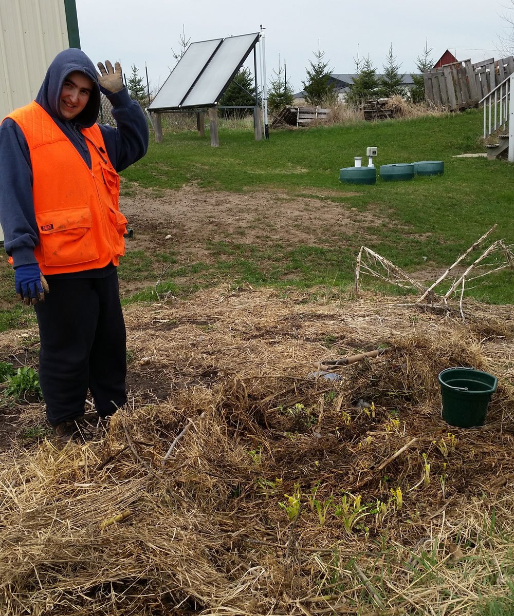 harvesting parsnips in spring