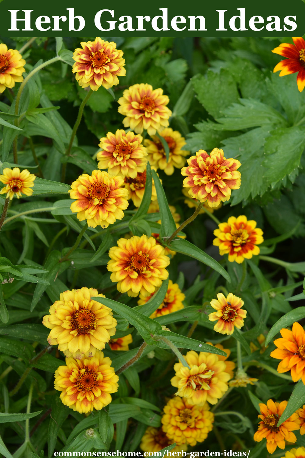 text at top "herb garden ideas" with calendula flowers below