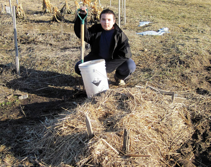 boy next to mulched parsnip bed