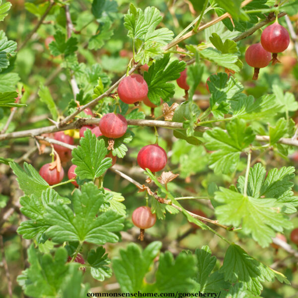 pink gooseberries on plant