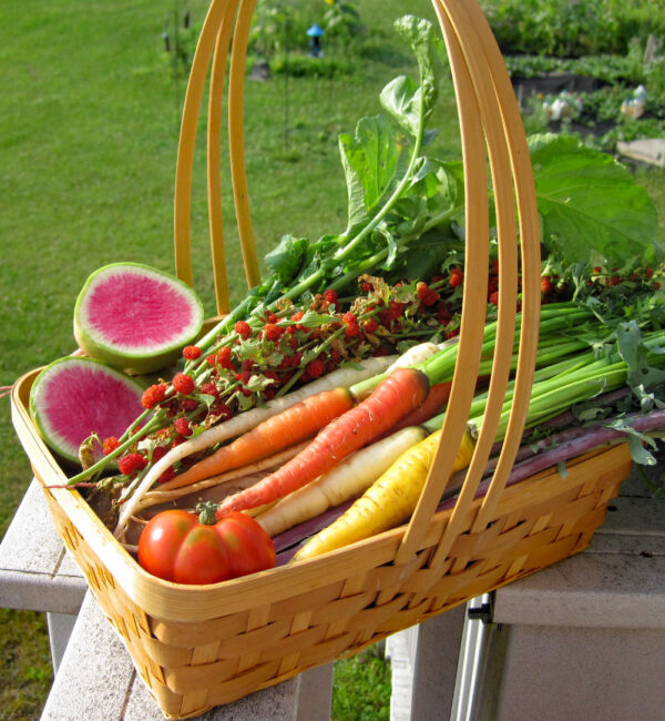 basket of vegetables with link to gardening courses