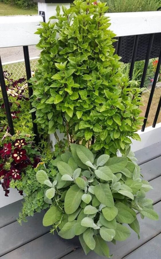 patio herb planter with plants of different heights