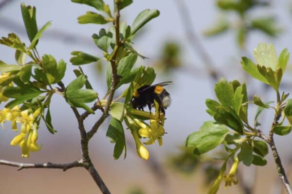 Bumblebee on the flowers of Ribes aureum