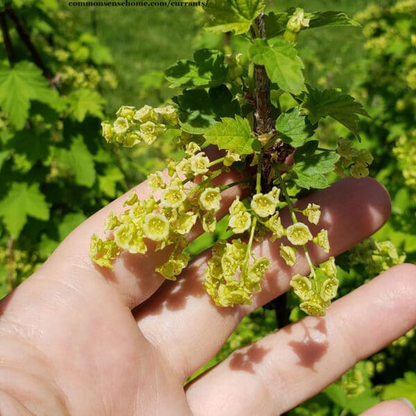 Ribes rubrum blossoms