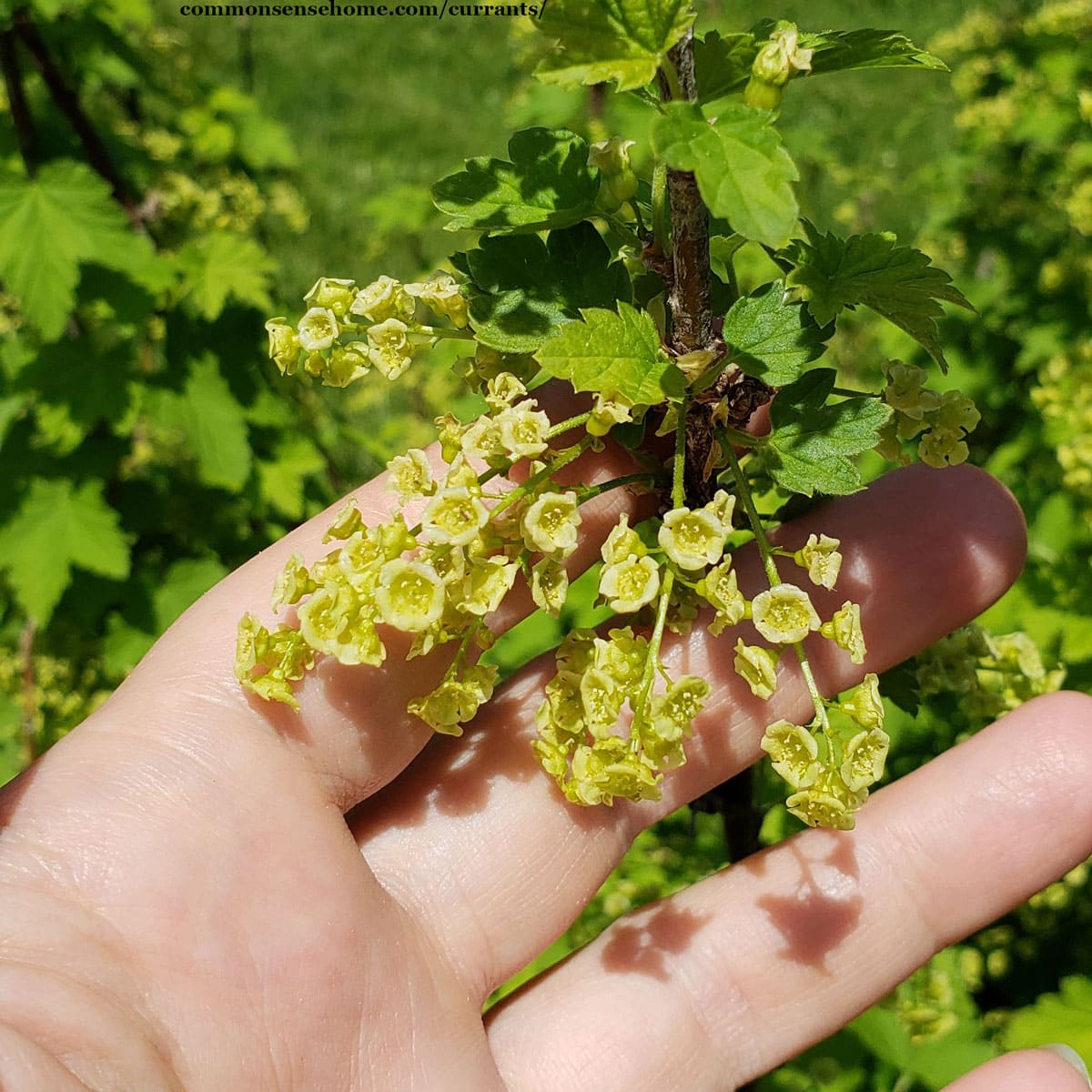 Ribes rubrum blossoms