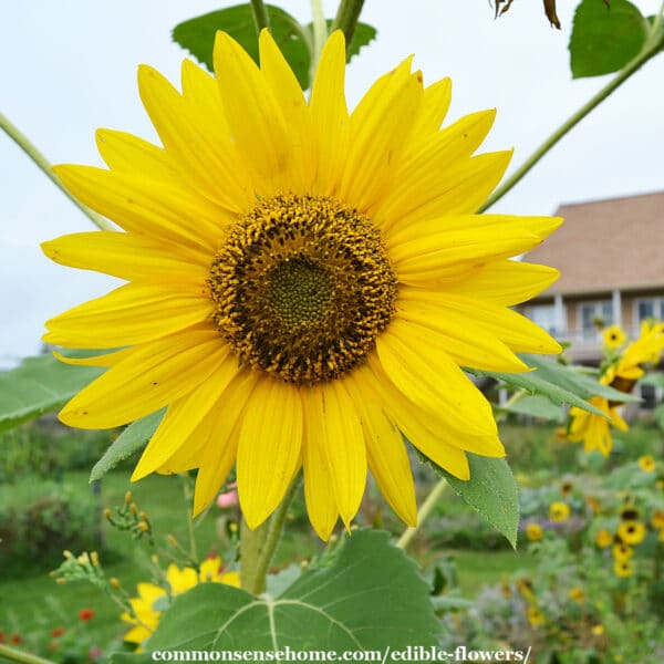 Edible Flower List and Chart - Sugar and Charm