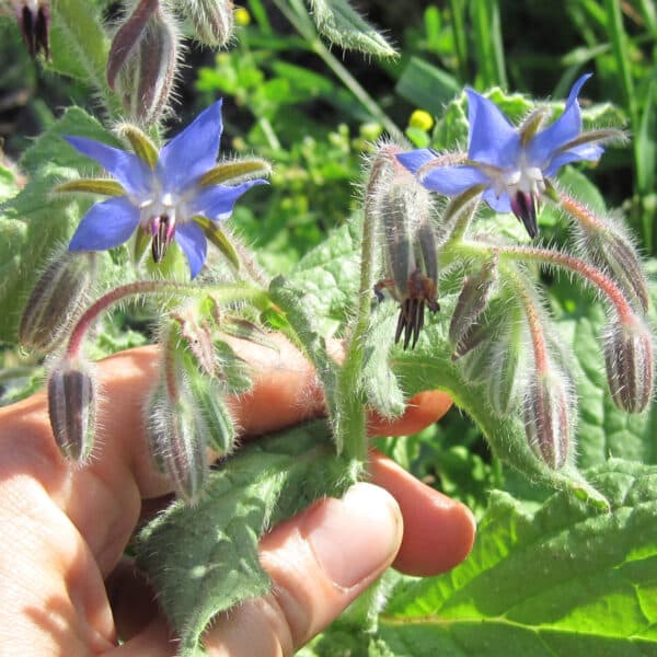 borage flowers