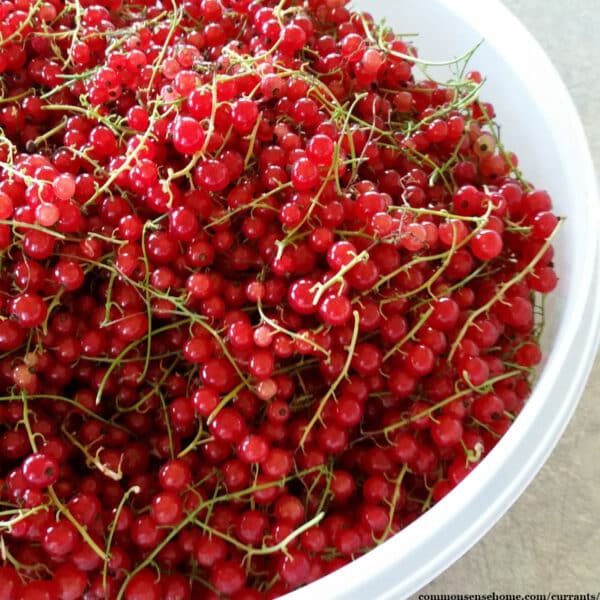 bowl of red currants