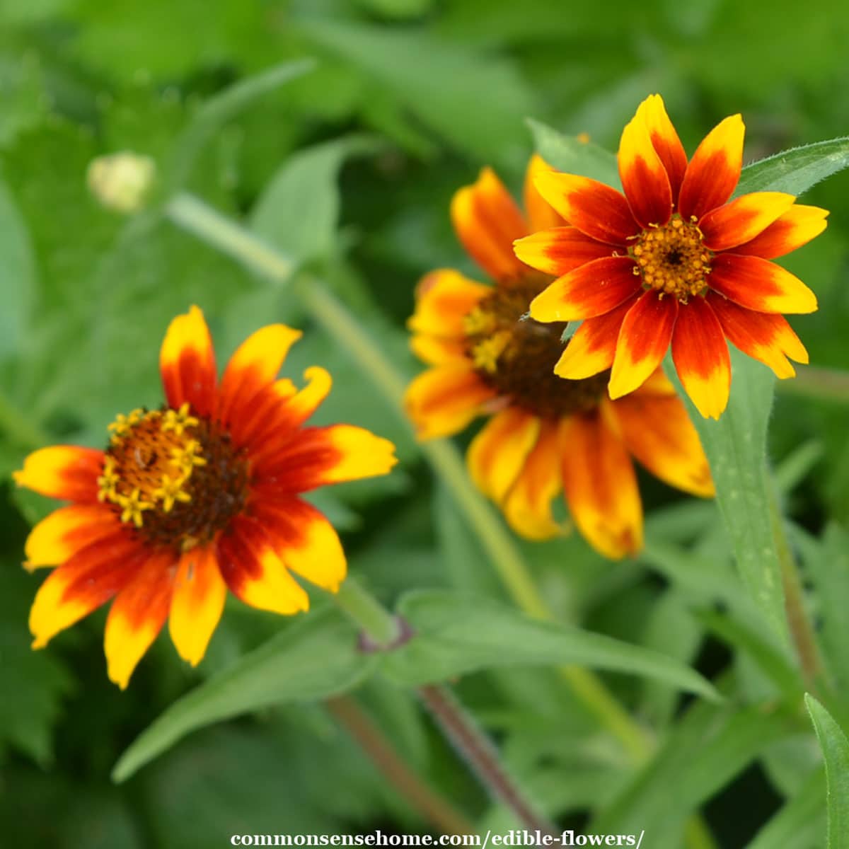 calendula flowers