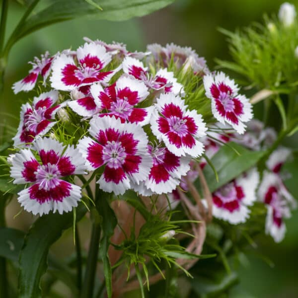 Dianthus barbatus - sweet William