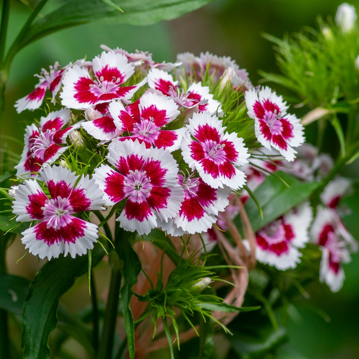 Dianthus barbatus - sweet William