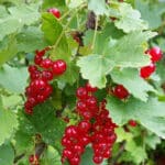 Currants - Growing, Harvesting, and Uses