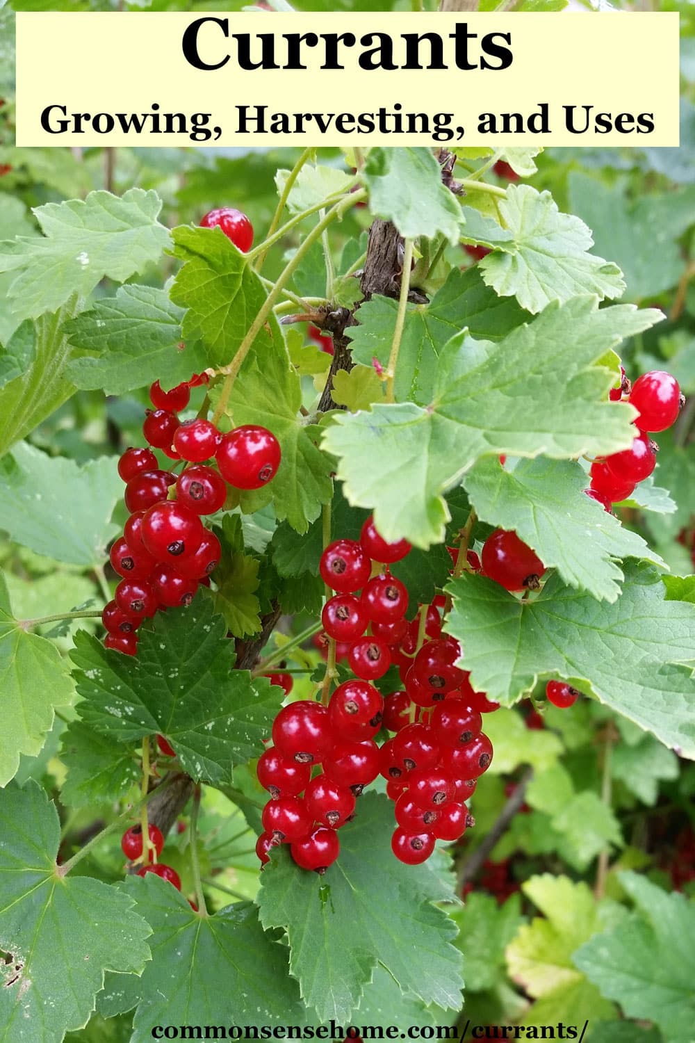 Currants - Growing, Harvesting, and Uses