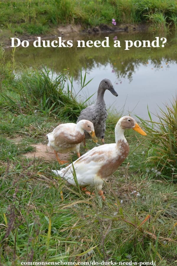 Do Ducks Need a Pond? Essential Insights for Duck Owners