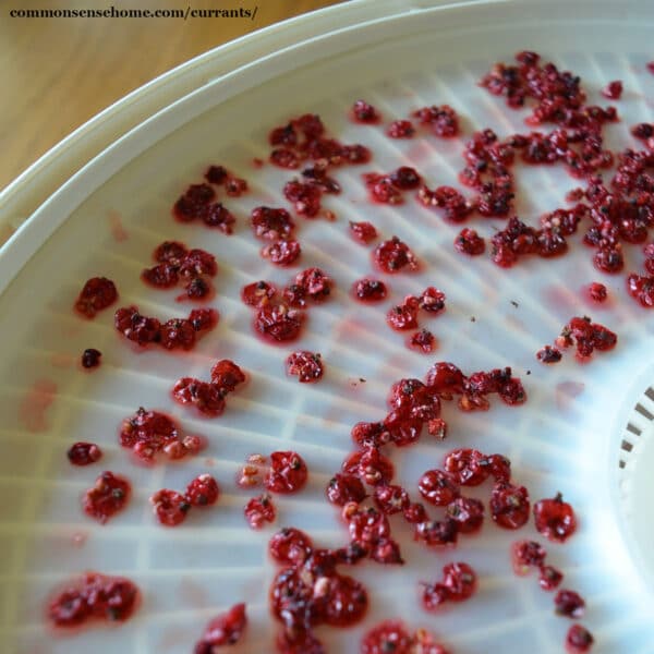 dried red currants