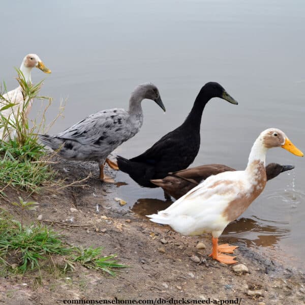 ducks at the edge of a pond