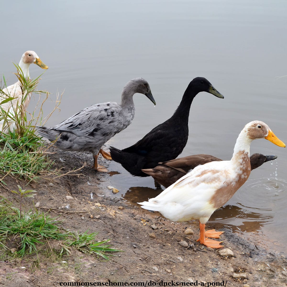 do-ducks-need-a-pond