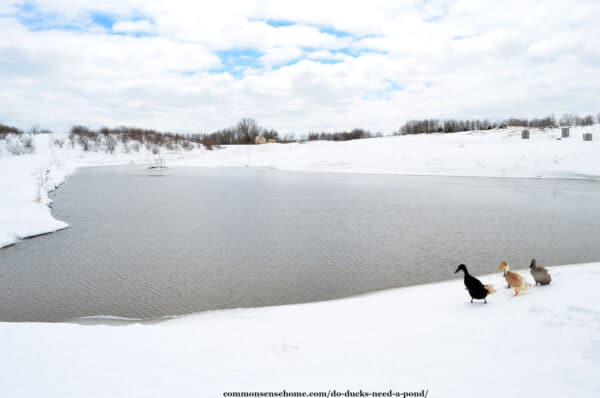 ducks by snowy pond