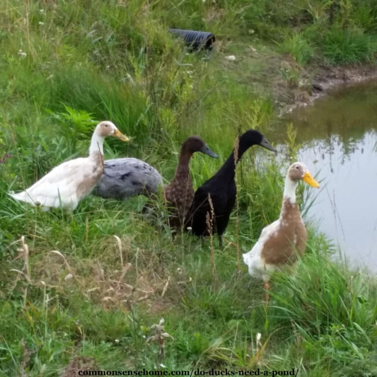 5 Indian runner ducks near a pond